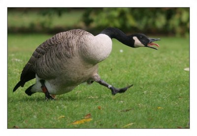 husa.jpg (103.81 KiB) Zobrazeno 32263 x www.prospea.cz